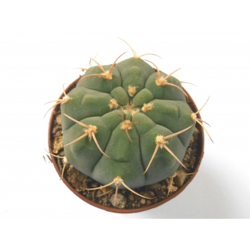 Gymnocalycium bayrianum