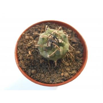 Turbinicarpus schwarzii