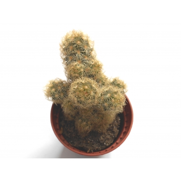 Mammillaria elongata