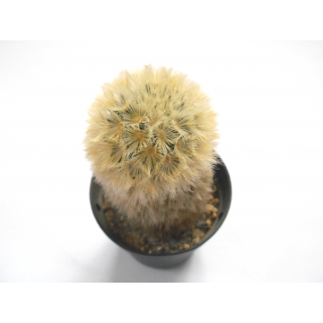 Mammillaria carmenae