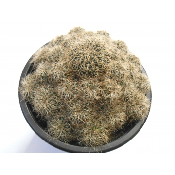Sulcorebutia hertusii