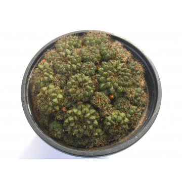 Sulcorebutia caracarensis...