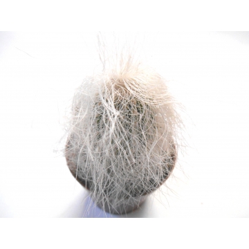 Cephalocereus senilis