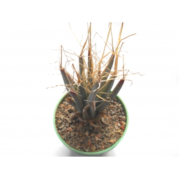 Leuchtenbergia principis