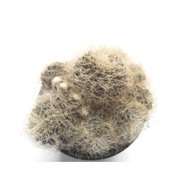 Sulcorebutia gerosenilis