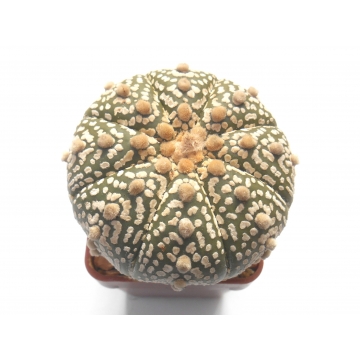 Astrophytum asterias...