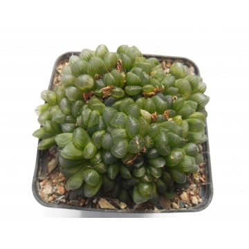 Haworthia cooperi