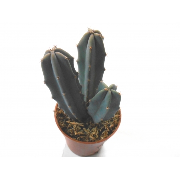 Myrtillocactus Geometrizans