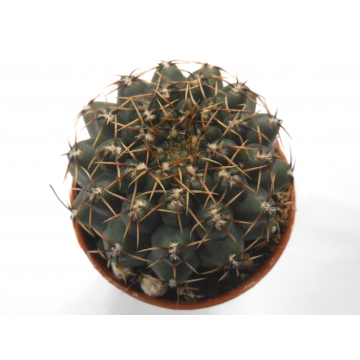 Gymnocalycium baldianum