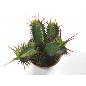 Euphorbia Enopla