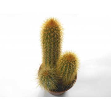 Pilosocereus chrysostele