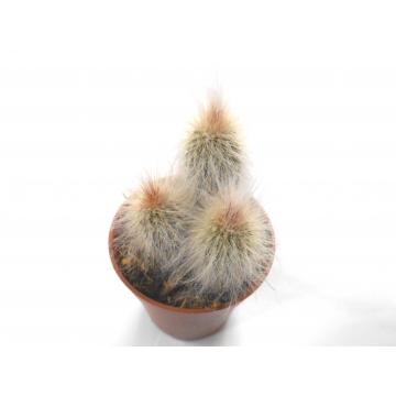 Cleistocactus strausii