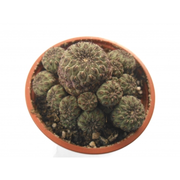 Sulcorebutia rauschii VS 342