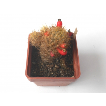 Kaktus Mammillaria prolifera