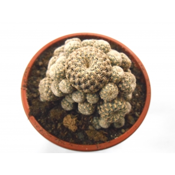 Sulcorebutia langerii