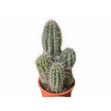 Pachycereus pringlei