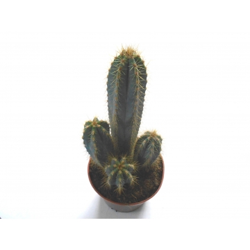 Pilosocereus azureus
