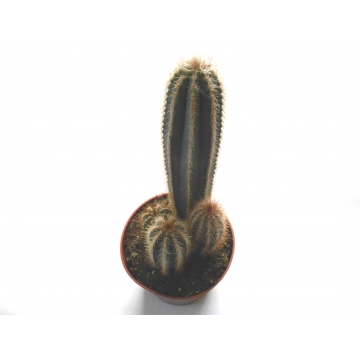 Pilosocereus nobilis