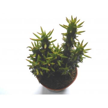 Opuntia subulata