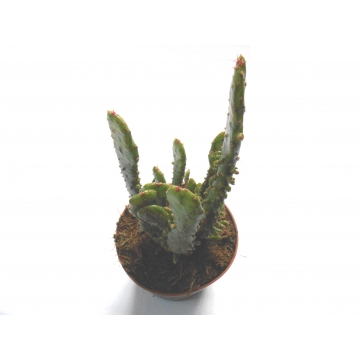 Opuntia monacantha variegata