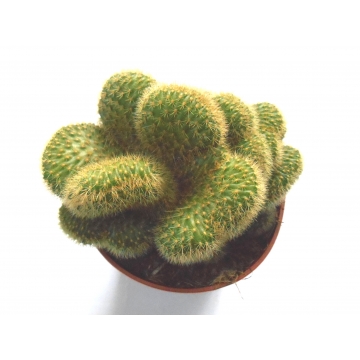 Hildewintera aureispina f....