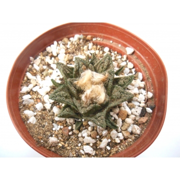 Ariocarpus fissuratus