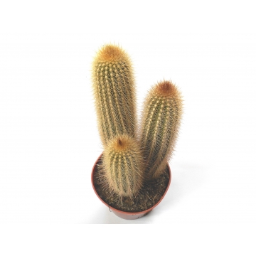 Pilosocereus chrysostele