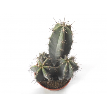 Ritterocereus pruinosus