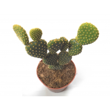 Opuntia microdasys