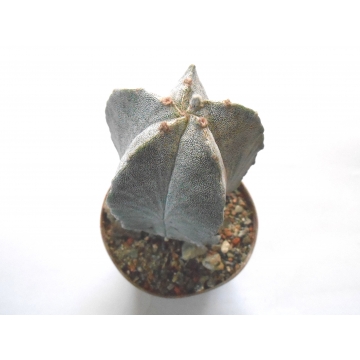 Astrophytum myriostigma var...