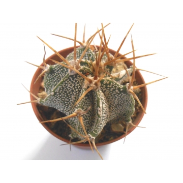 Astrophytum ornatum
