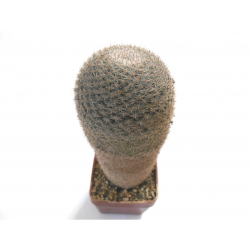 Mammillaria pseudoperbella