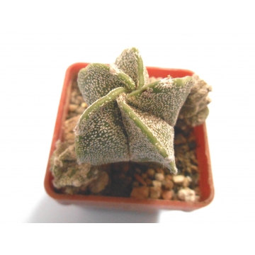 astrophytum myriostigma ssp