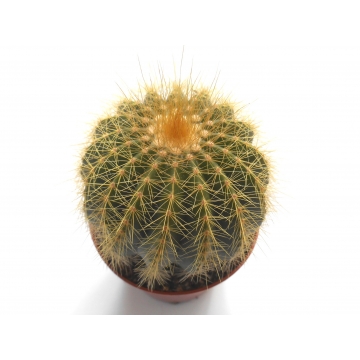 Notocactus warasii