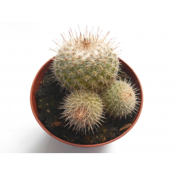 Mammillaria hahniana
