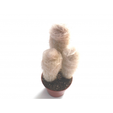 Austrocephalocereus dybowskii