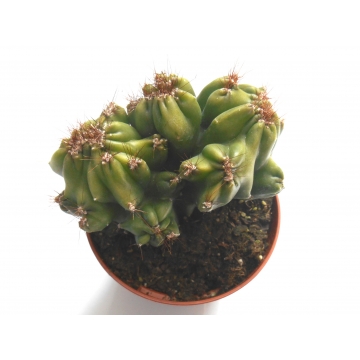 Cereus peruvianus