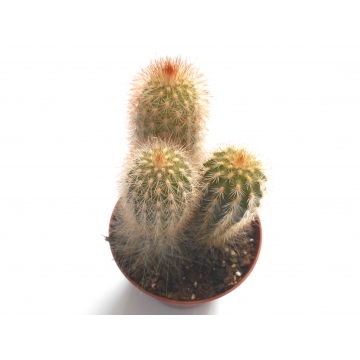 Espostoa mirabilis