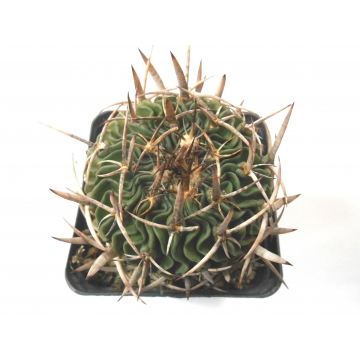 Echinofossulocactus crispatus