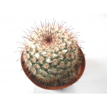 Mammillaria bombycina