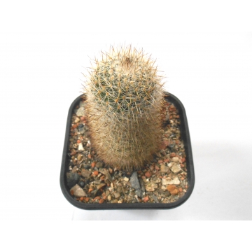 Mammillaria halbingeri