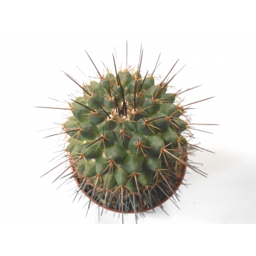 Mammillaria hertrichiana