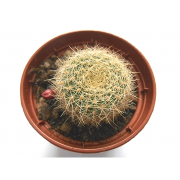 Rebutia caliantha