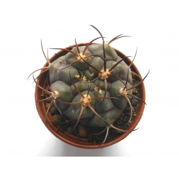 Gymnocalycium pfanzii