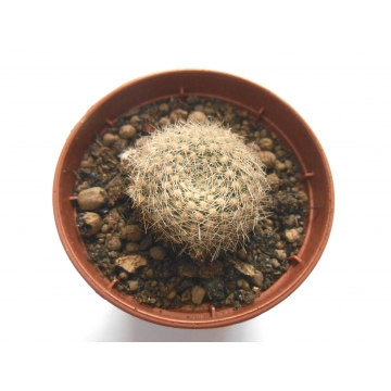 Rebutia senilis aurescens