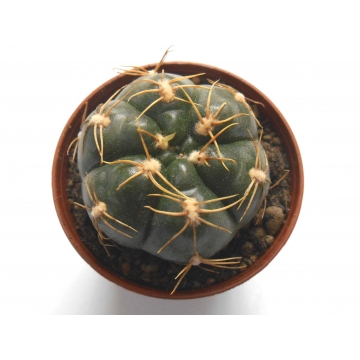 Gymnocalycium denudatum Jan...