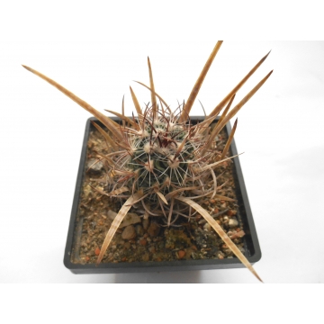 Echinofossulocactus...
