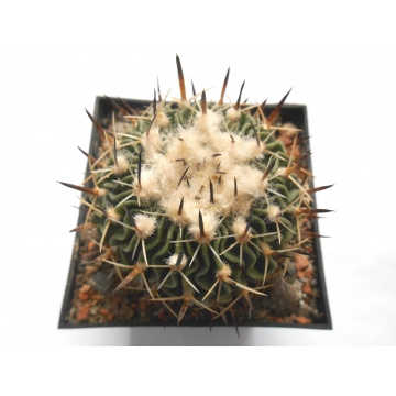 Echinofossulocactus...