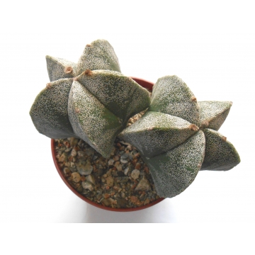 Astrophytum myriostigma