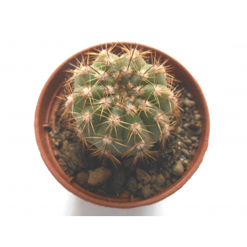 Notocactus ottonis subs...